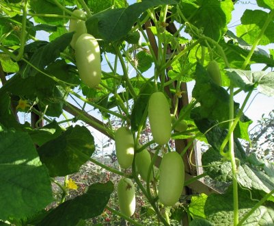 Новий сорт білих огірків ніколи не буває гірким