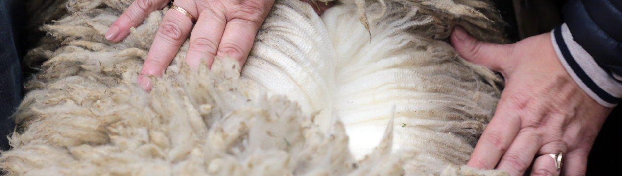 **Україні** значно зменшилось **виробництво вовняної шерсті**