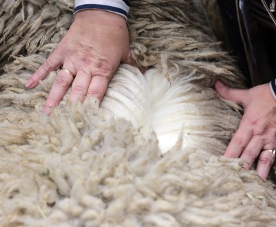 **Україні** значно зменшилось **виробництво вовняної шерсті**