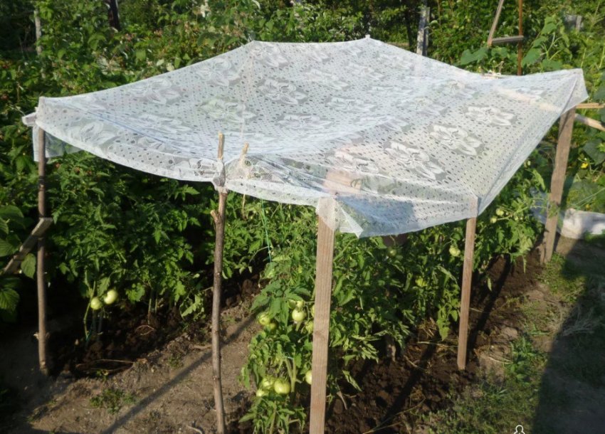Укриття грядок від сонця Укриття грядок від сонця