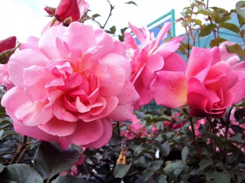 Марченленд Марченленд