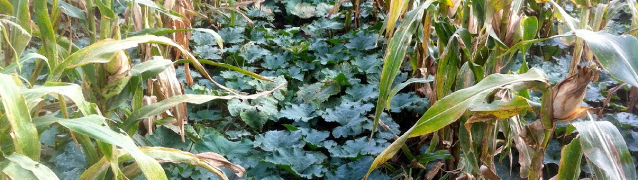 Ніякого прополювання! 5 способів захистити грядки в сильну спеку