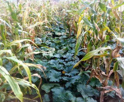 Ніякого прополювання! 5 способів захистити грядки в сильну спеку