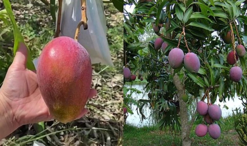 Найдорожчий сорт манго в світі Найдорожчий сорт манго в світі