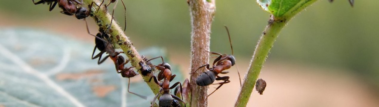 Обійдемось без мурашок! 5 високоефективних засобів від комах у саду