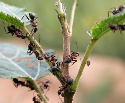 Обійдемось без мурашок! 5 високоефективних засобів від комах у саду