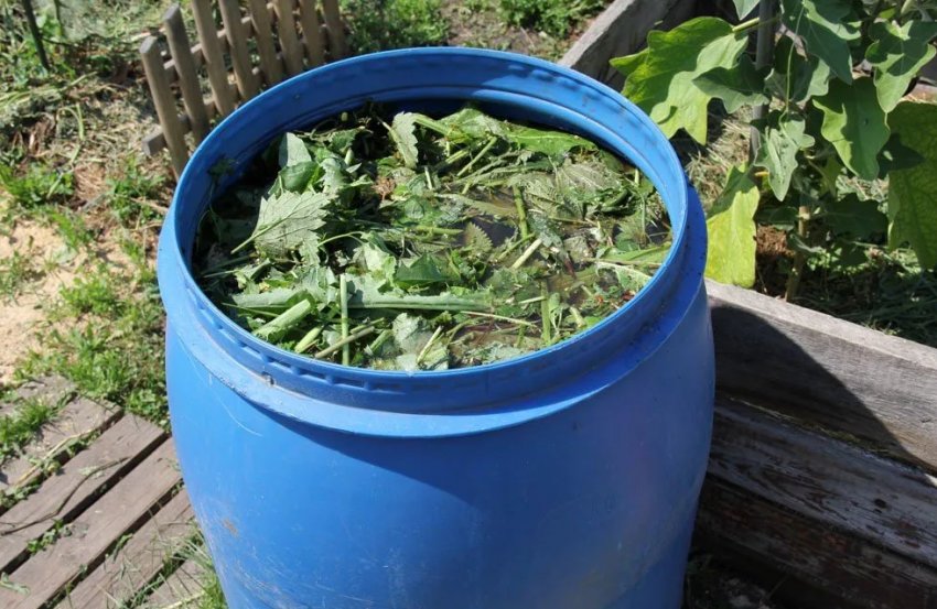 Зелена добрива для томатів