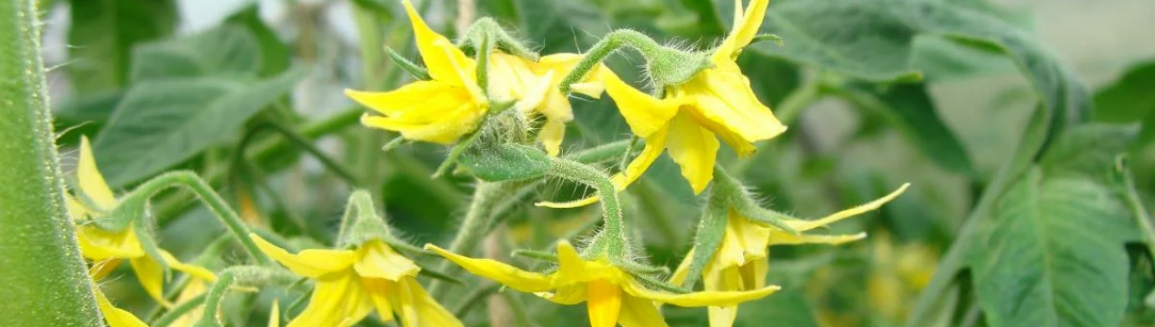 Обов'язкове підживлення помідорів під час цвітіння