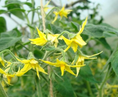 Обов'язкове підживлення помідорів під час цвітіння