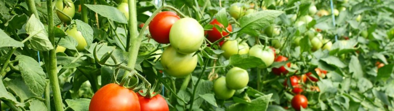 Самі плодовиті! 7 топових сортів томатів для відкритого грунту