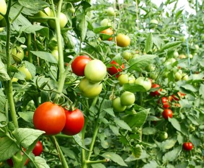 Самі плодовиті! 7 топових сортів томатів для відкритого грунту