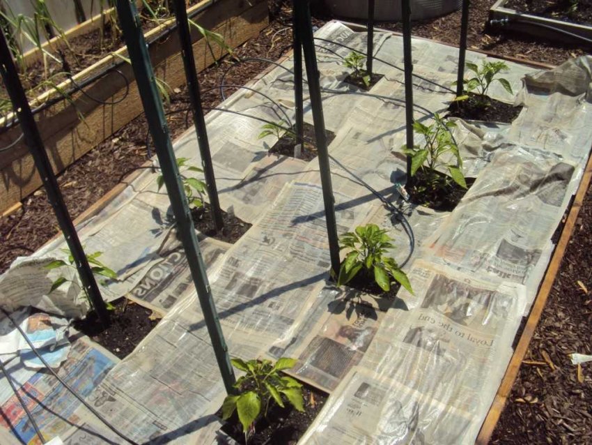 Газети на грядках Газети на грядках