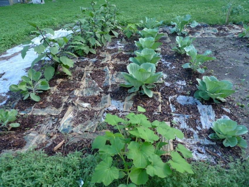 Використання газет на грядках Використання газет на грядках