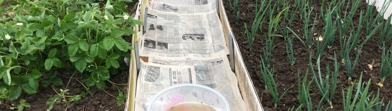 Не викидайте старі газети! Використовуйте з користю на грядках