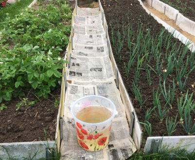 Не викидайте старі газети! Використовуйте з користю на грядках