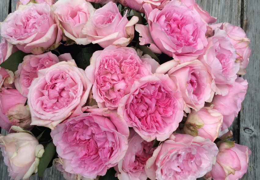 Троянди Міранда Троянди Міранда