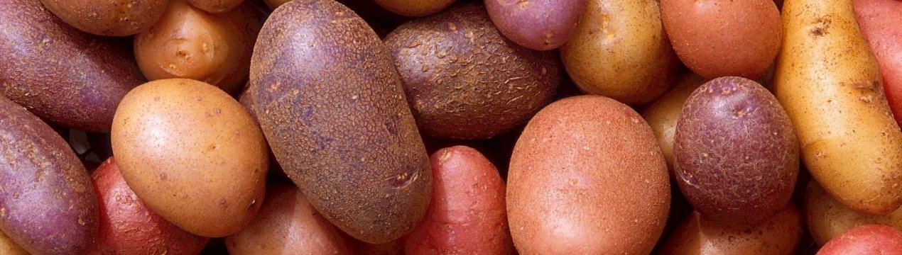 Китайські учені проектують гібридний картопель