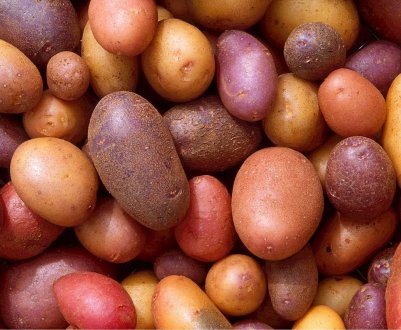 Китайські учені проектують гібридний картопель