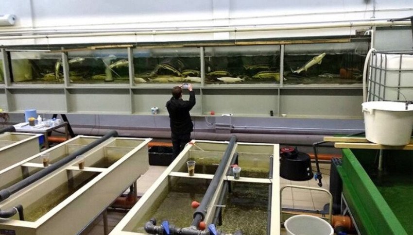 Креветочна ферма в Україні