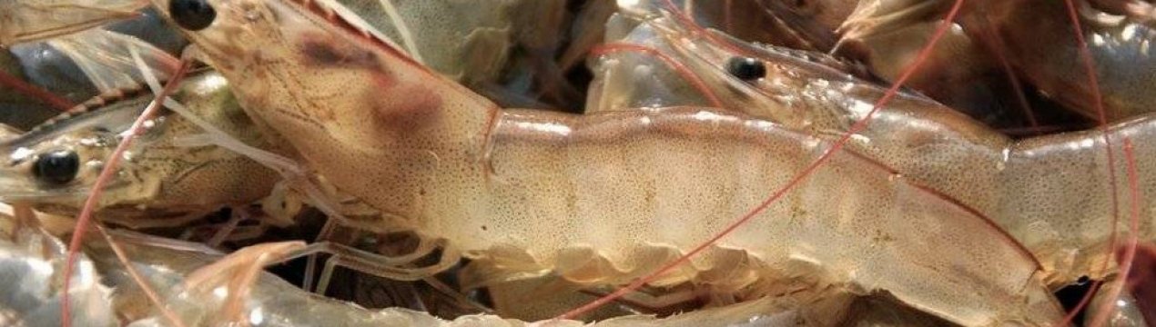 В Україні з'явиться найбільша у Європі креветкова ферма