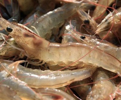 В Україні з'явиться найбільша у Європі креветкова ферма