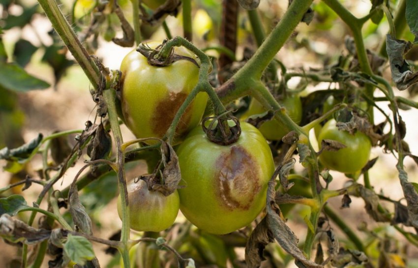 Фітофтороз помідорів Фітофтороз помідорів