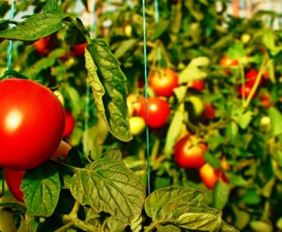 Чому у мене немає фітофтори на томатах? Ділюся золотими правилами від фітофторозу пасльонових