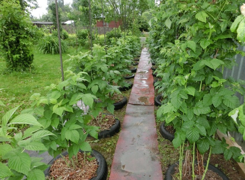 Малина на ділянці