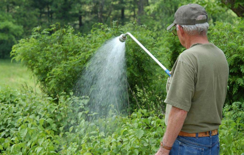 Полив малинника