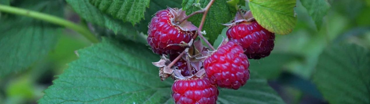 Не робіть цього з малиною! 5 помилок, які знищать урожай