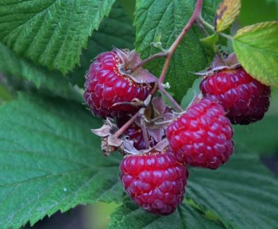 Не робіть цього з малиною! 5 помилок, які знищать урожай