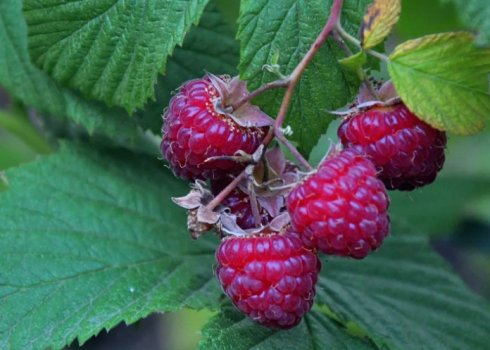 Не робіть цього з малиною! 5 помилок, які знищать урожай