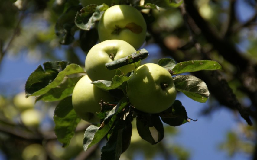 Яблуня Антонівка Яблуня Антонівка