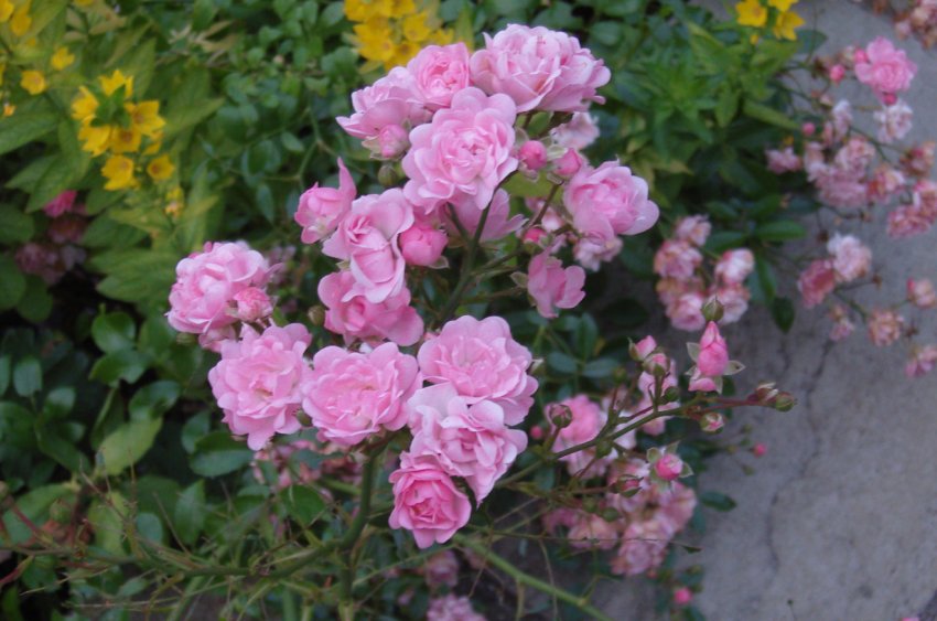 Ренансул Ренансул