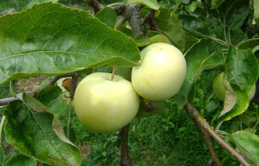 Яблуня Білий налив Яблуня Білий налив