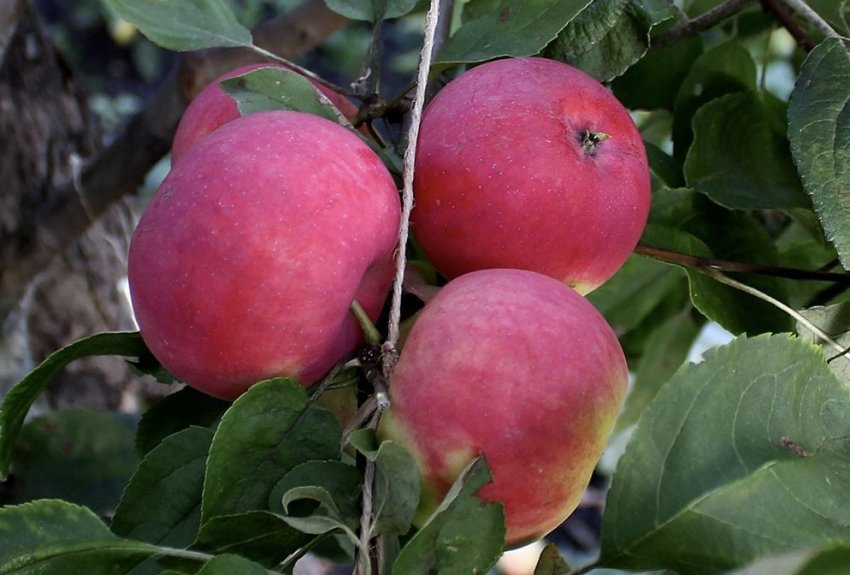 Яблуня Малиновка Яблуня Малиновка