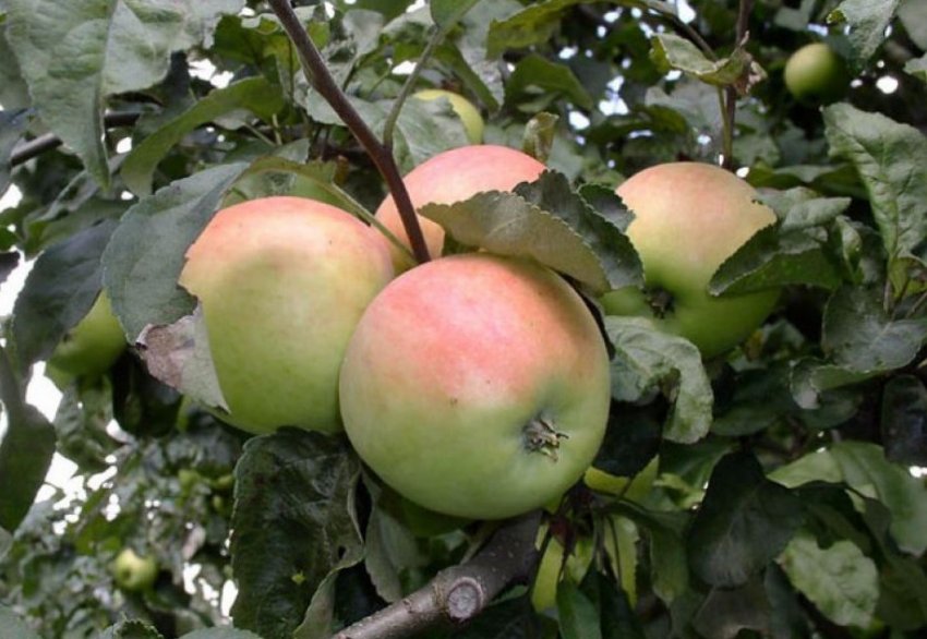 Яблуня Пепінка Яблуня Пепінка