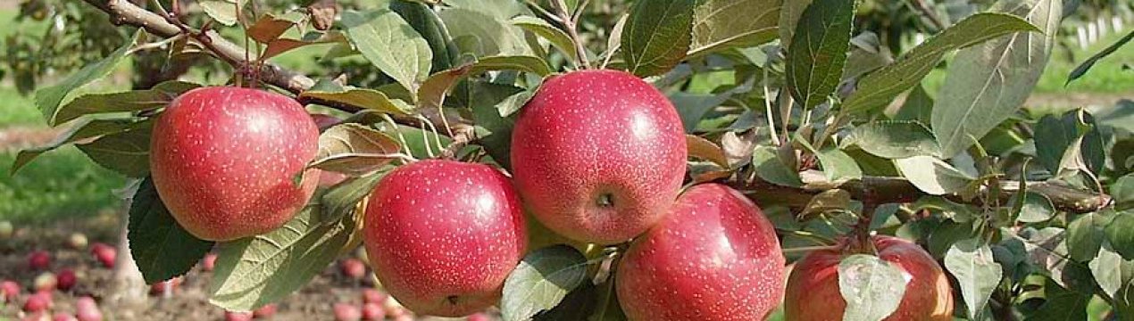 5 популярних сортів яблунь, які зникають з наших садів