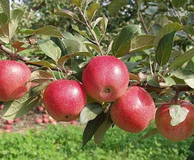 5 популярних сортів яблунь, які зникають з наших садів