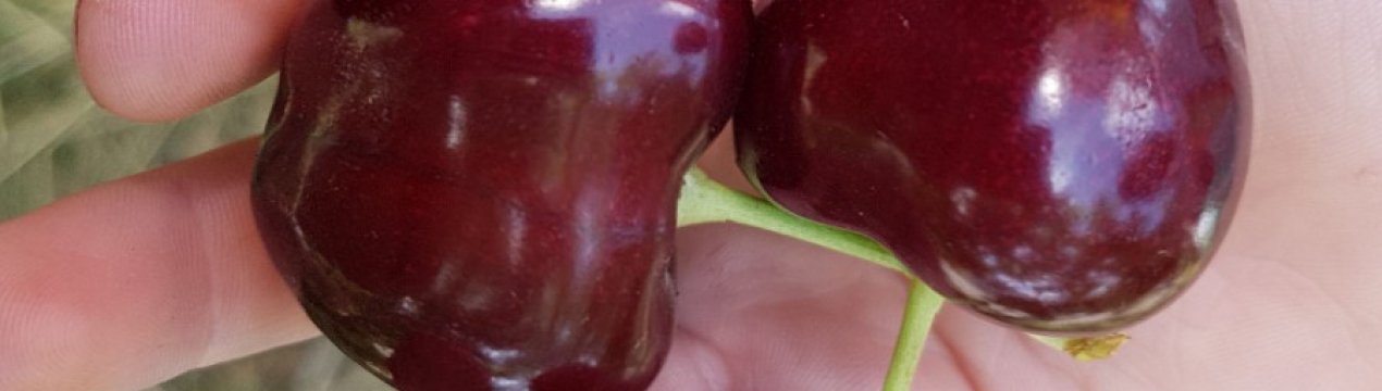 Італійські садівники виростили найбільше у світі ягоду черешні