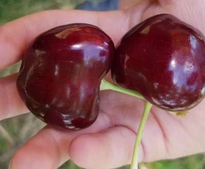 Італійські садівники виростили найбільше у світі ягоду черешні