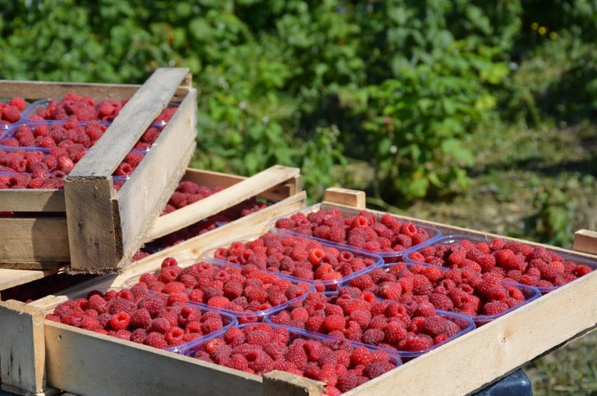 Падіння цін на малину Падіння цін на малину