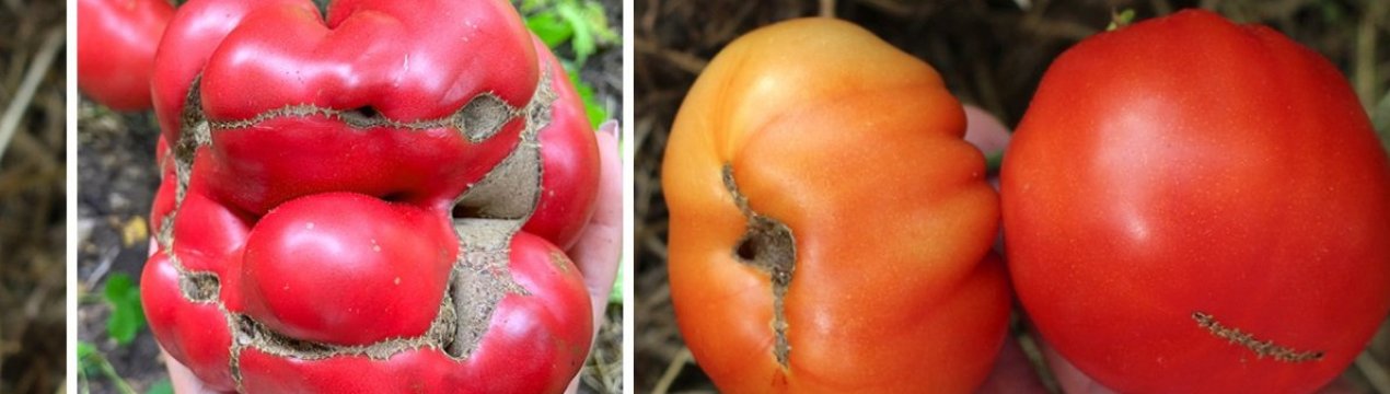 Чудеса деформації: чому помідор стає схожим на кішачу мордочку?