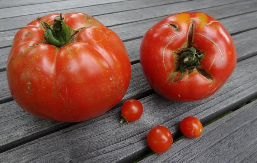 Деформація томатів при вирощуванні Деформація томатів при вирощуванні