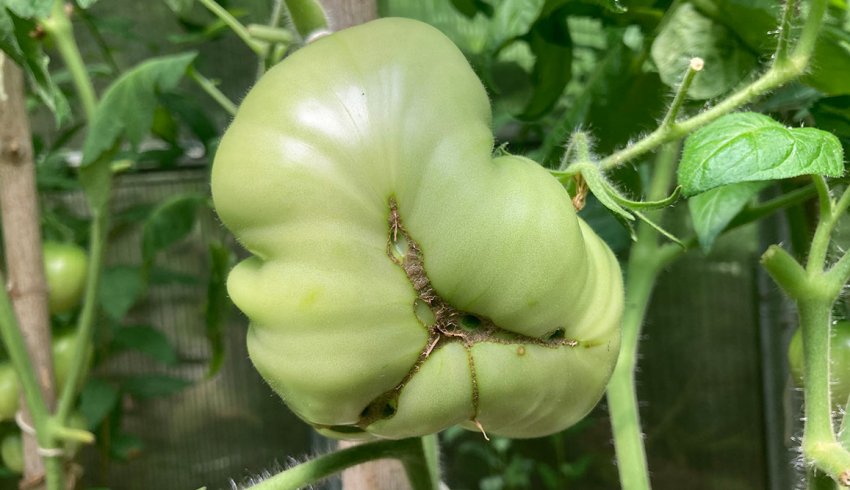 Кетфейсінг томатів Кетфейсінг томатів