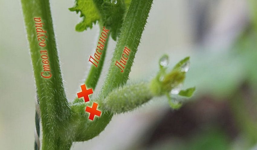 Пасилизація огірків