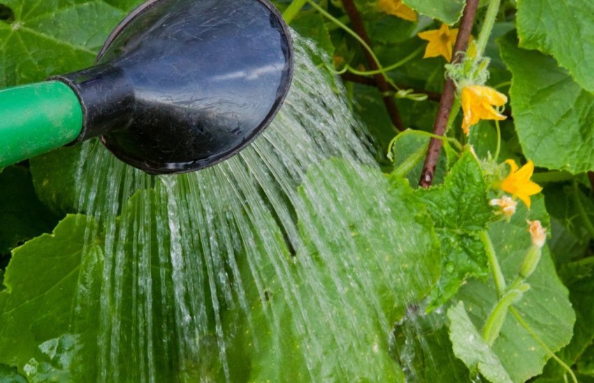 Полив огірків у липні