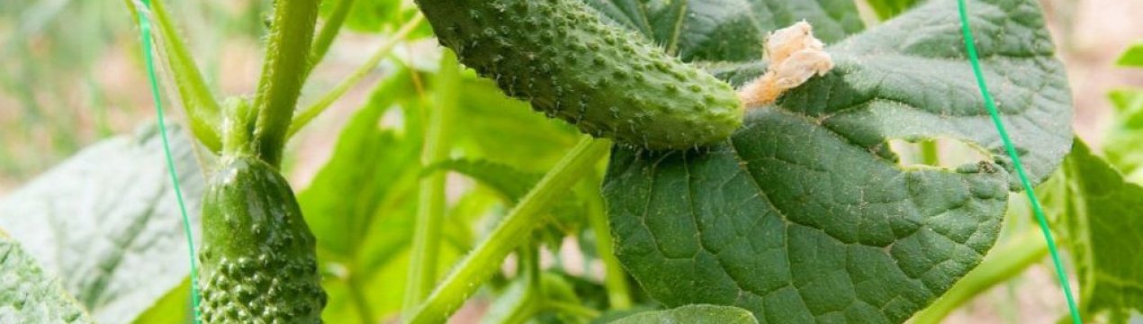 Це допоможе збільшити врожай огірків в 2 рази: 6 липневих прийомів