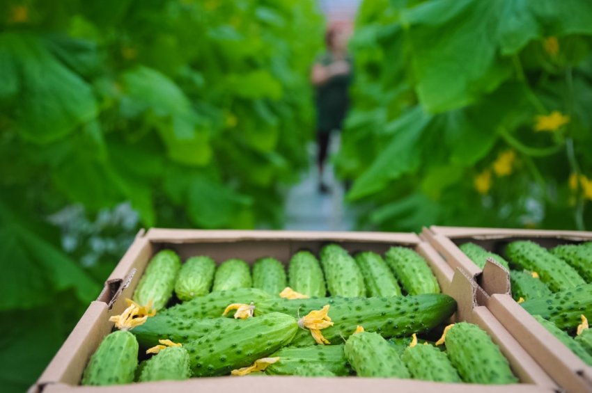 Експорт огірків Експорт огірків