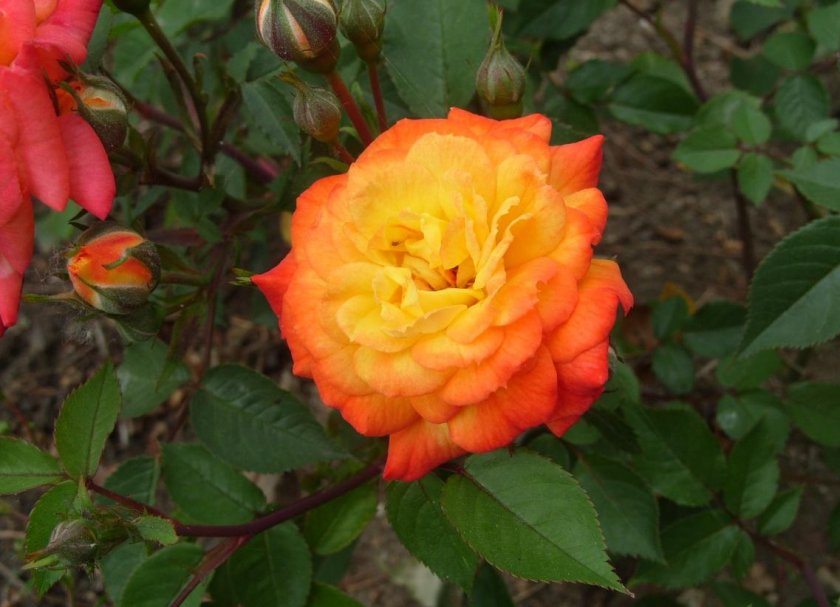 Лучшие сорта полиантовых роз: посадка и уход